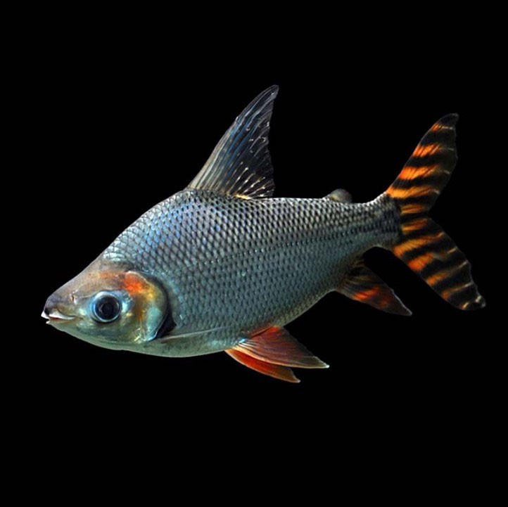 Bera Straight striped Phoenix fish