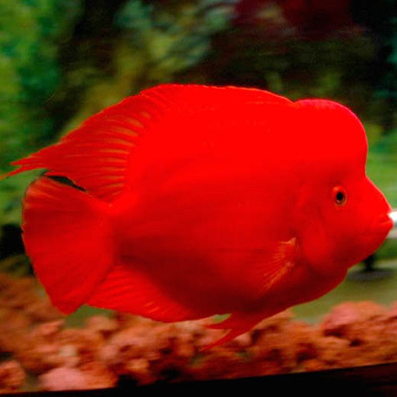 Bera Caishen parrot fish - red Caishen fish