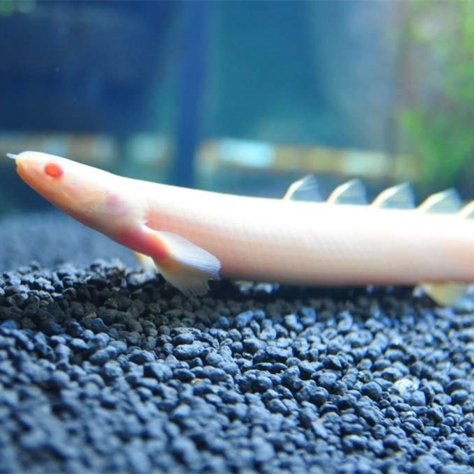 Bera Albino nine horned Arowana