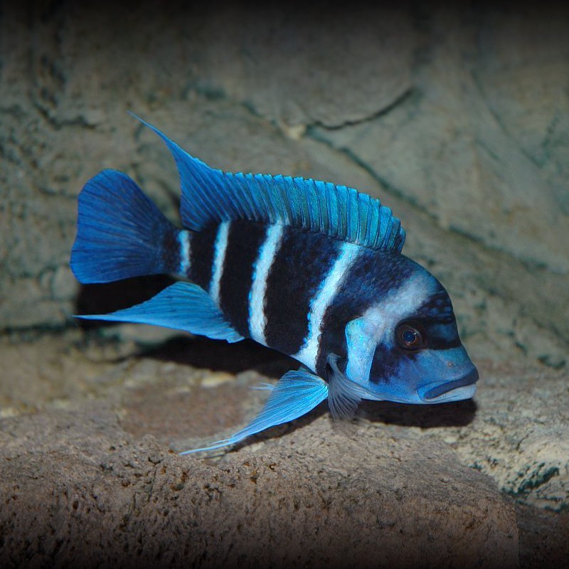 Bera Ibaka fish