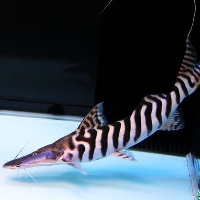 Bera Zebra duck billed fish