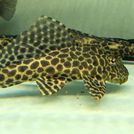 Bera Leopard fish