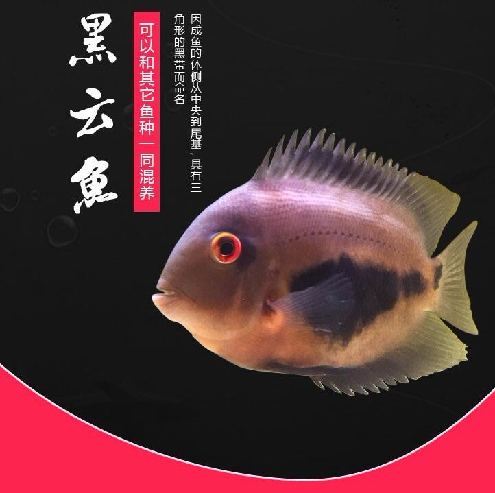 Bera Black cloud (auspicious) fish