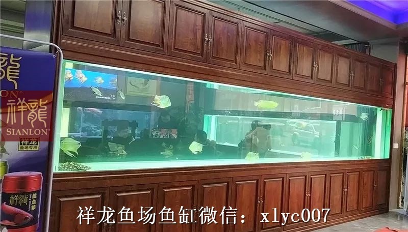 Bera Large aquarium customized 6M