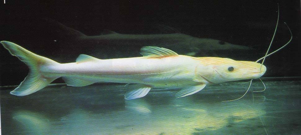 Bera Albino duck billed fish