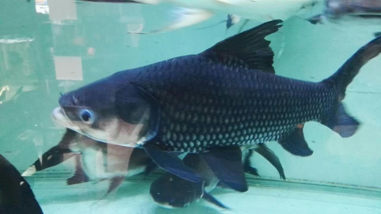 Bera Siamese giant carp