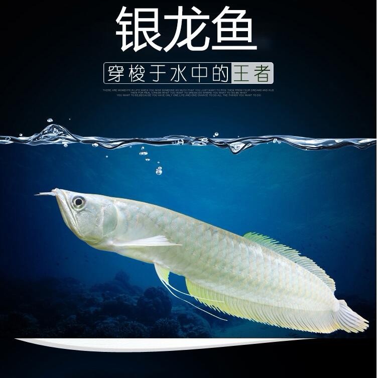 Bera Silver Arowana