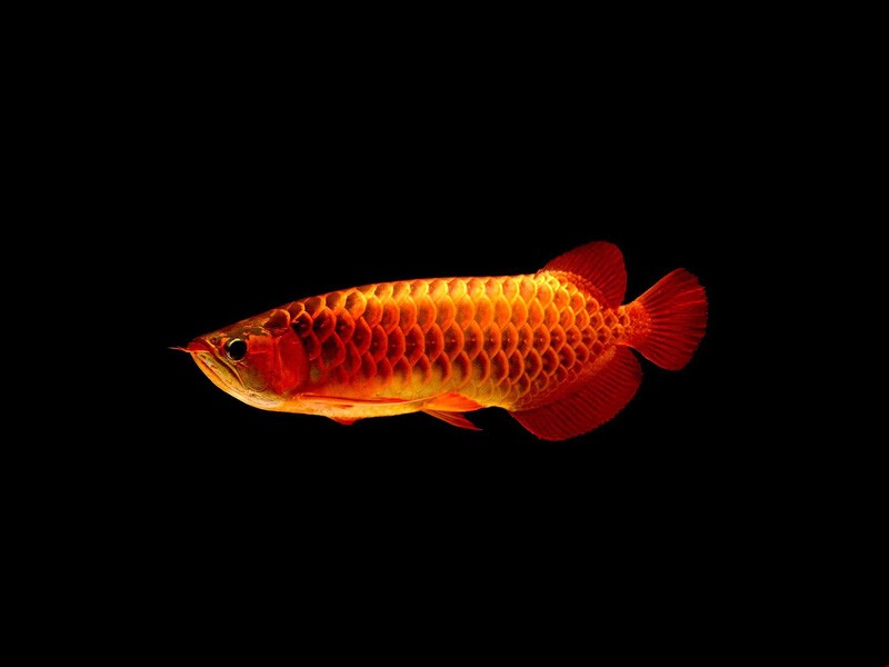 Bera Red arowana with blue background