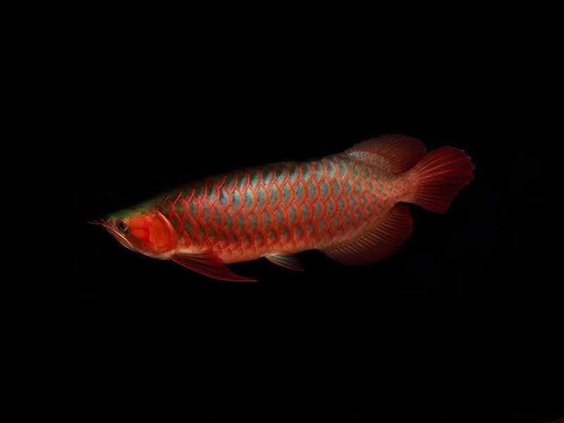 Bera Red arowana with green bottom