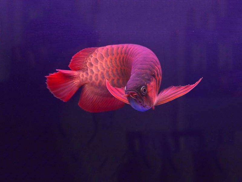 Bera Chili red arowana 2