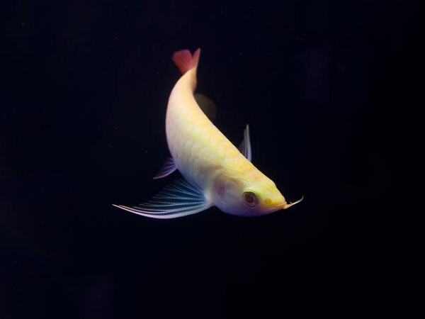 Bera Albino red Arowana