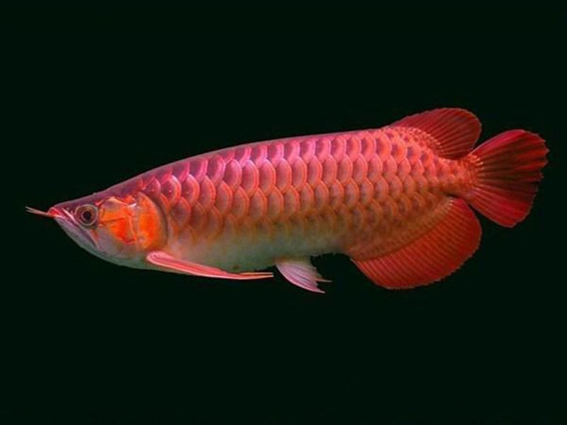 Bera Chili red Arowana