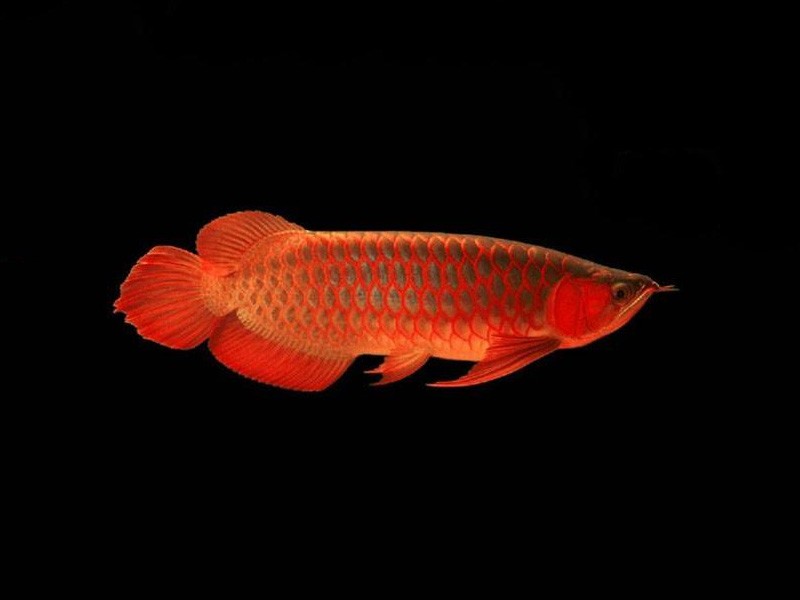 Bera Red bottom red Arowana