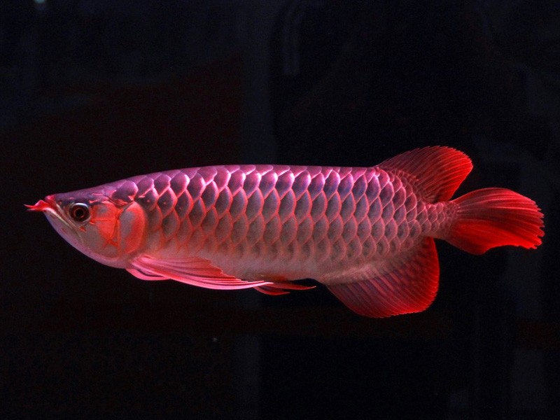 Bera Great Lake red Arowana